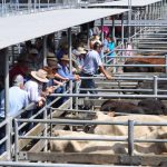 Toogoolawah weaner steers to $2090 | Pictures