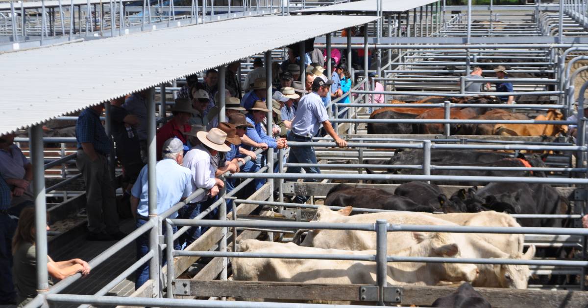 Maitland breeding cows sell to $4900