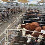 Charbray weaner steers hit $2260 at Beaudesert | Queensland Country Life