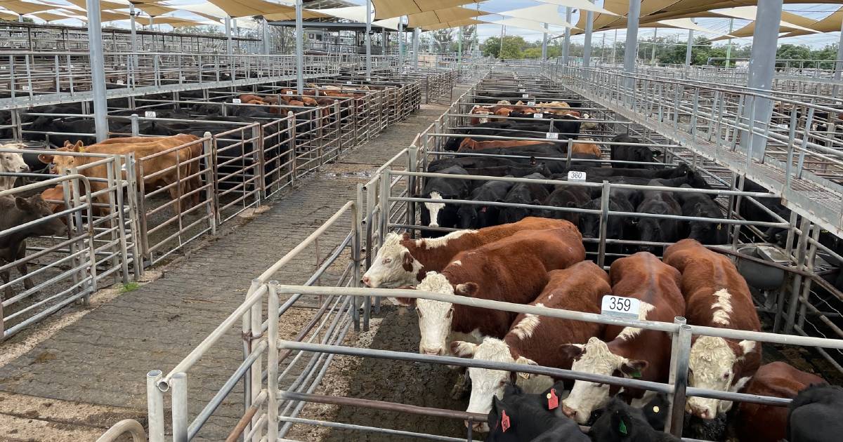 Dubbo weaner steers sell to $2060