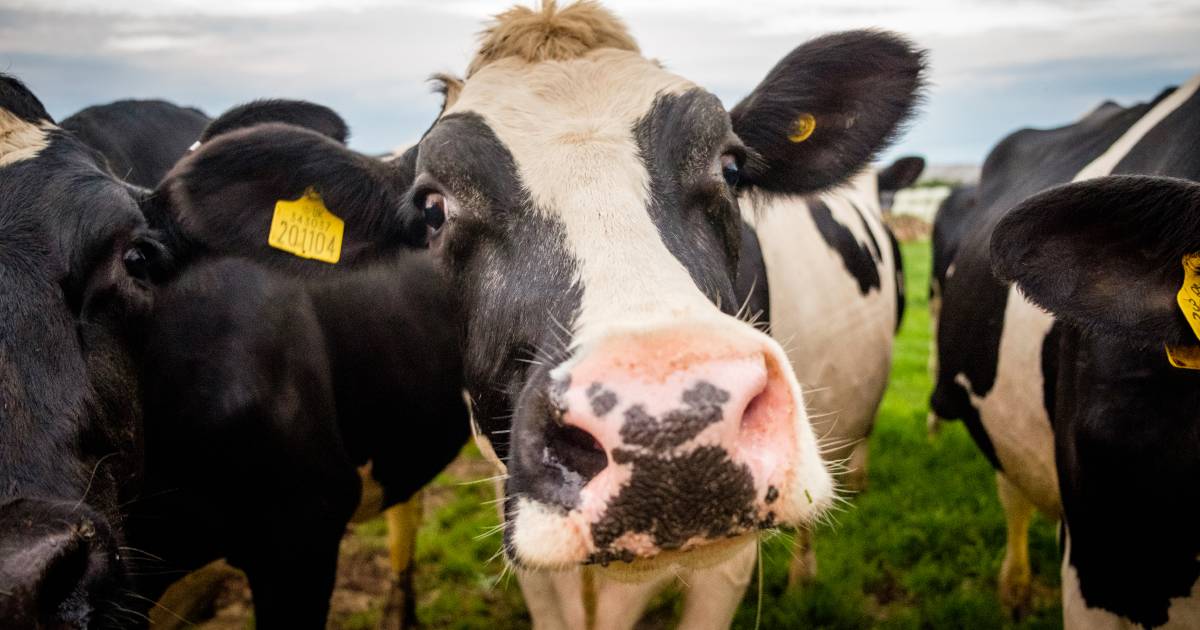 How the supermarket giants respond to dairy calls for $2/L milk