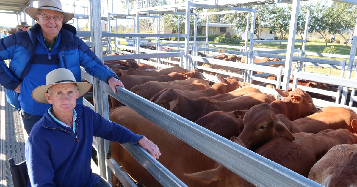 Charbray weaner steers hit $2260 at Beaudesert | Queensland Country Life