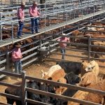 Spraying now for poison hemlock could harm cattle