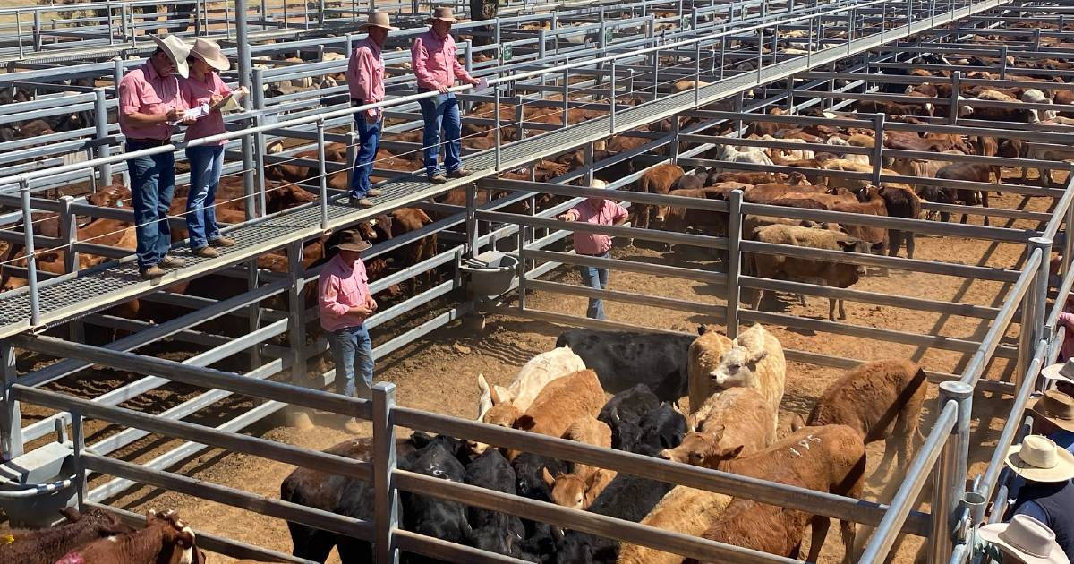 Steers 220-280kg sell to 837c, average 660c at Blackall | Queensland Country Life