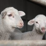 Elanora Park weaner heifers climb top Gin Gin cattle sale