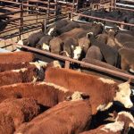 Gunnedah saleyards set for a facelift | The Land