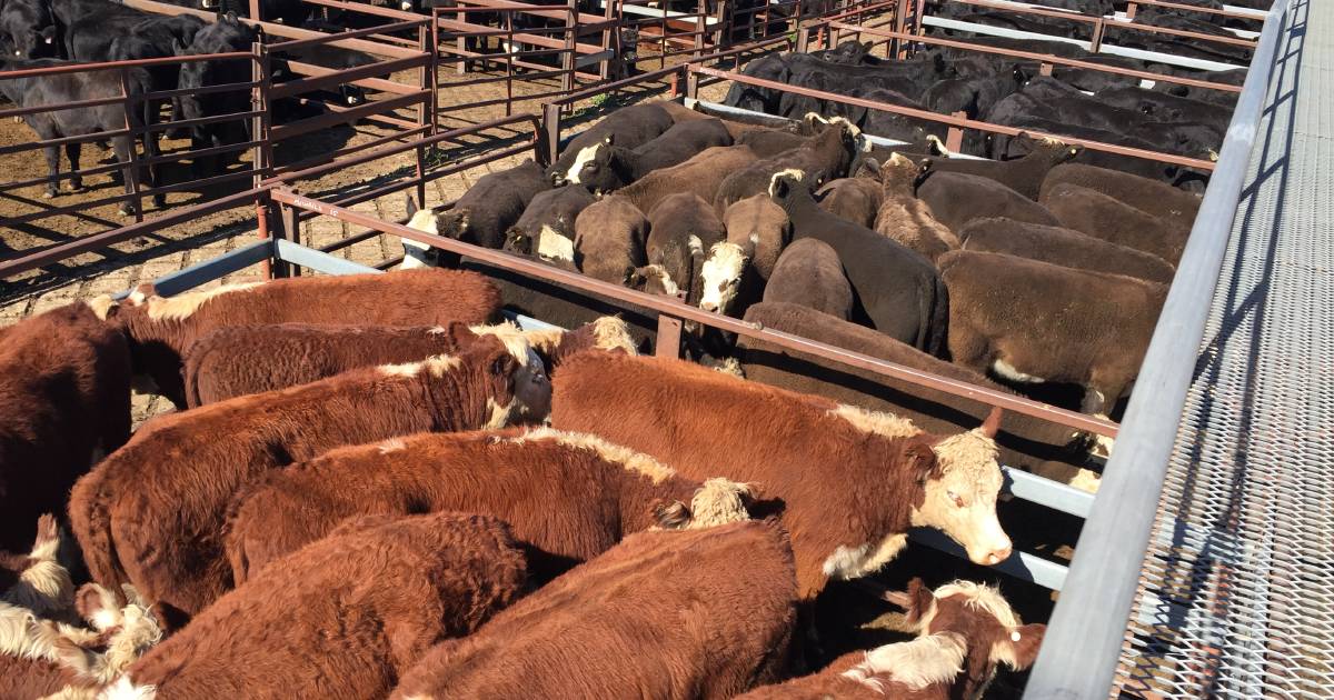 Strong sale for smaller yarding at Braidwood