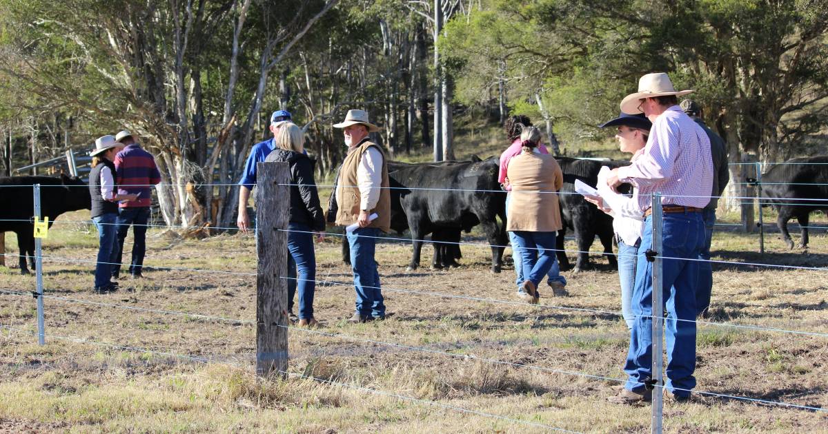 Northern Beef Week wraps up with Boambee Angus at East Seaham | The Land