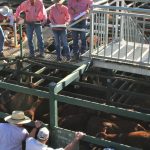 Working dogs hit $27,000, average almost $9000 at Casterton auction