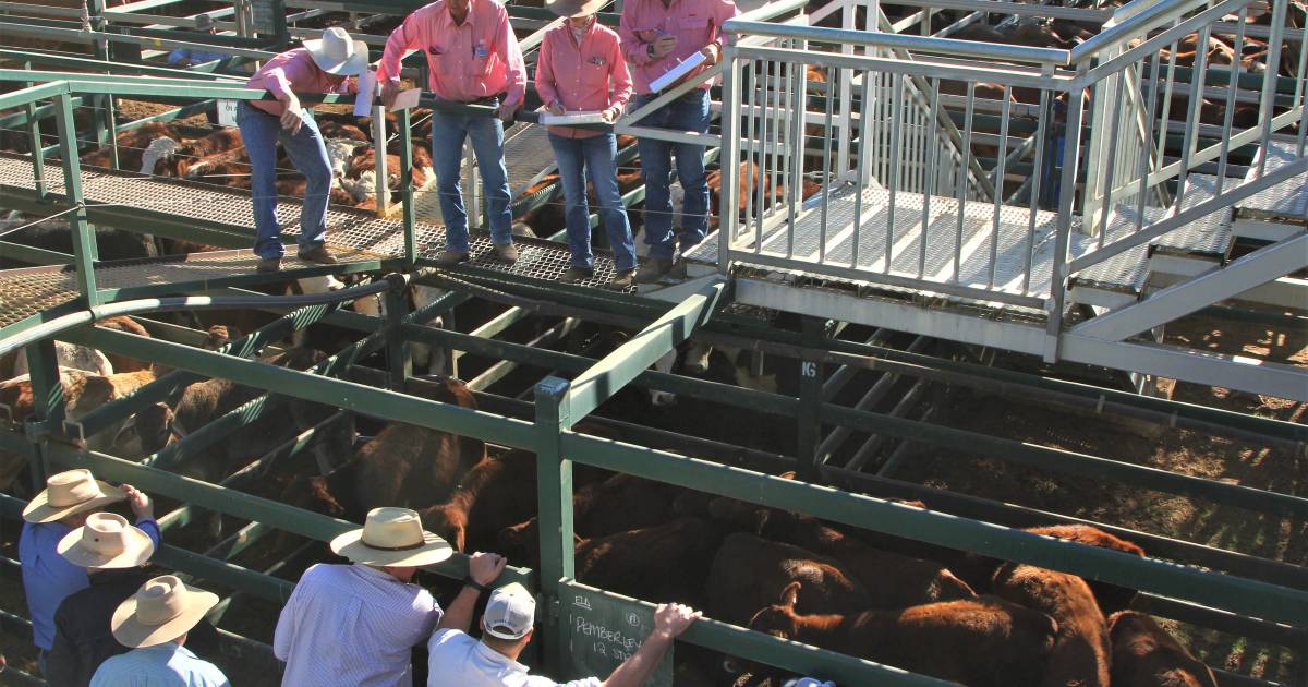 Simmental cross steers 309kg sell for 654c/$2021 at Blackall | Queensland Country Life