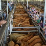 Opening up markets for northern graziers