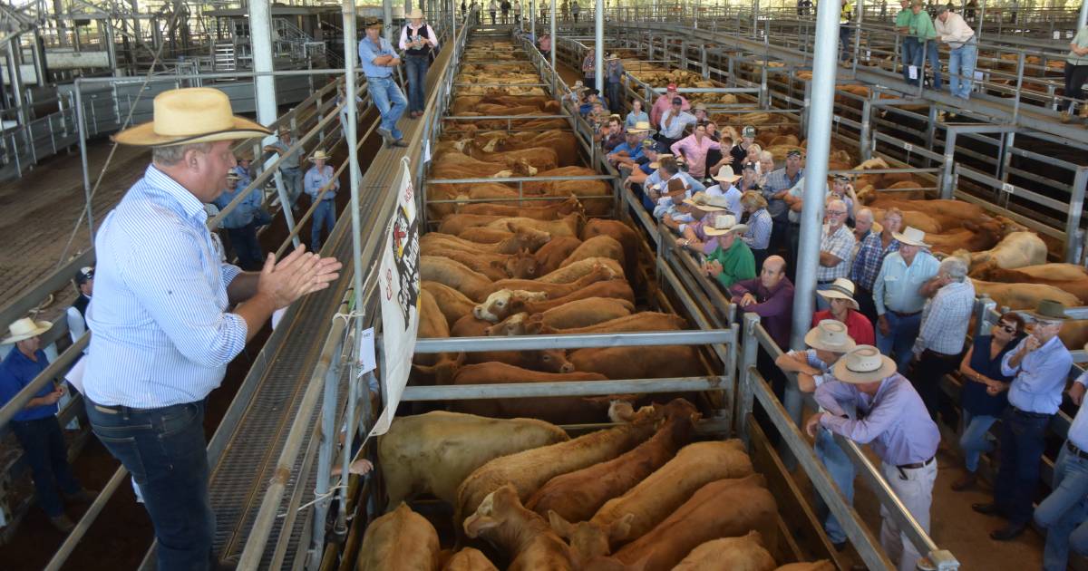 Northern Rivers Livestock Exchange revenue hits $200 million | The Land