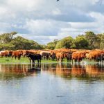 Piggeries to paddocks proves a winner for Burnett graziers