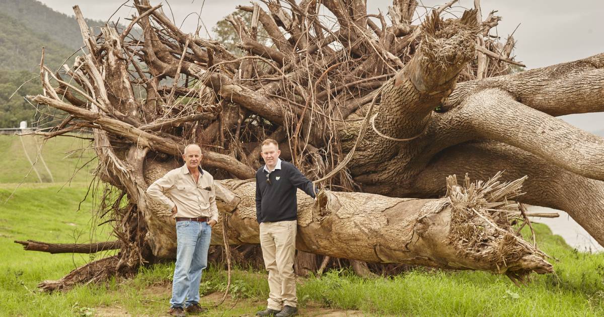 Now that's a massive tree – a stark reminder of the power of floods