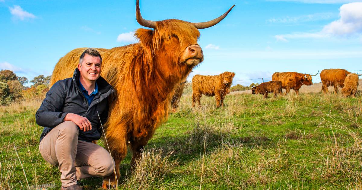 Shaggy coats and big horns in vogue as Highland cattle demand booms