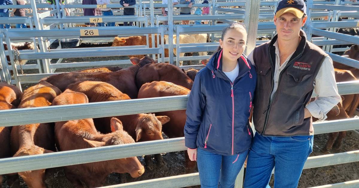 Beaudesert store cattle sale highlighted by Angus-cross steers reaching $2660 | Queensland Country Life