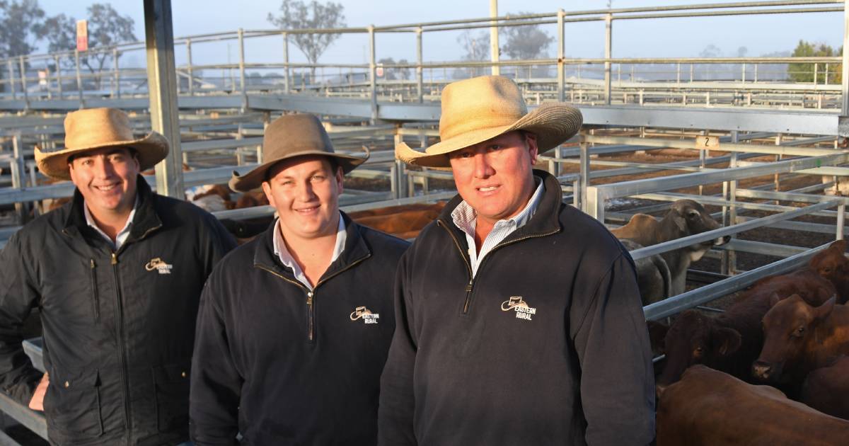 Massive yarding helps drive steers to dizzying heights at Dalby