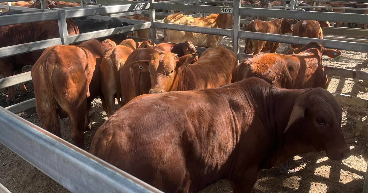 Vealer heifers sell for $1100 at Woodford