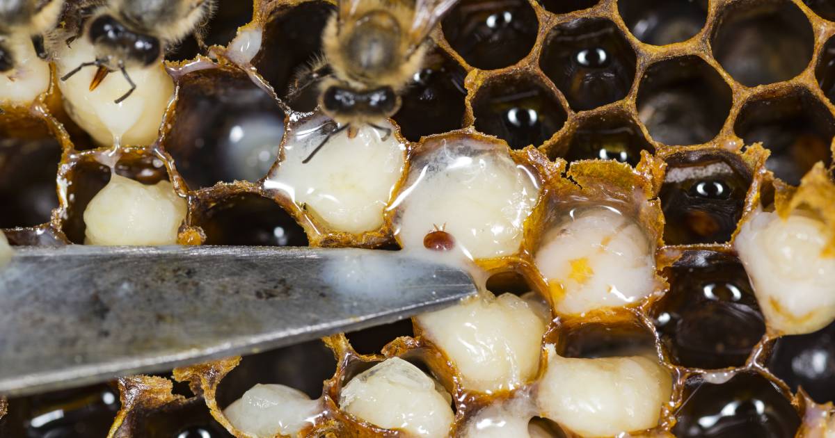 New biosecurity zone created as Varroa Mite affected area broadens