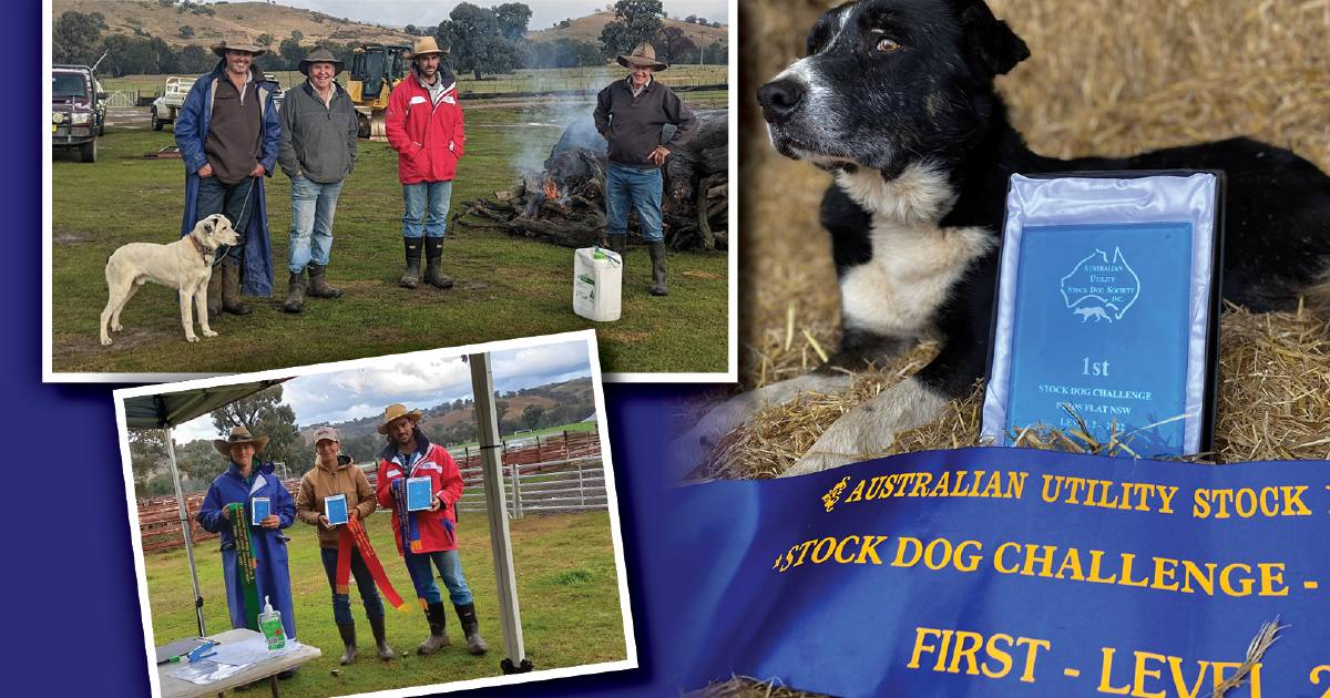 Crawfords Butch tops Australian Utility Stock Dog Challenge event at Reids Flat | The Land