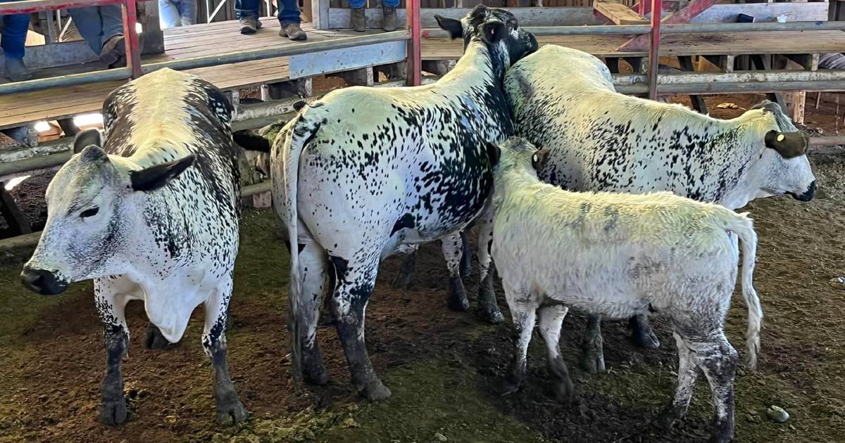 Brahkle cows and calves sell for $4900 at Laidley | Queensland Country Life