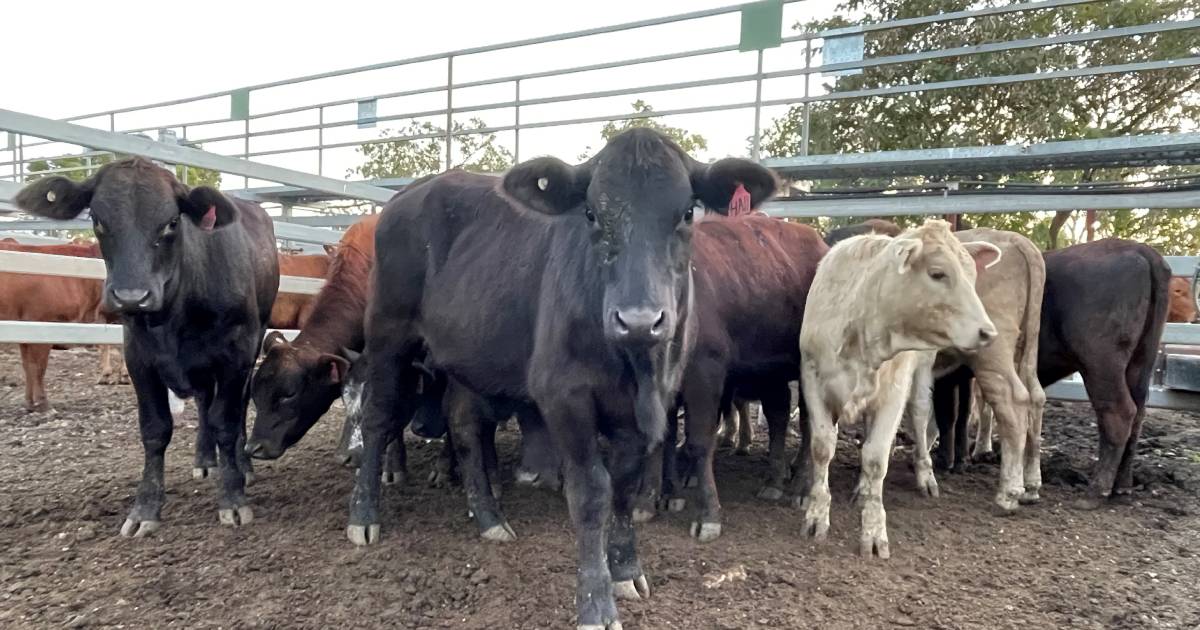 Weaner heifers hit $1619 average at Monto