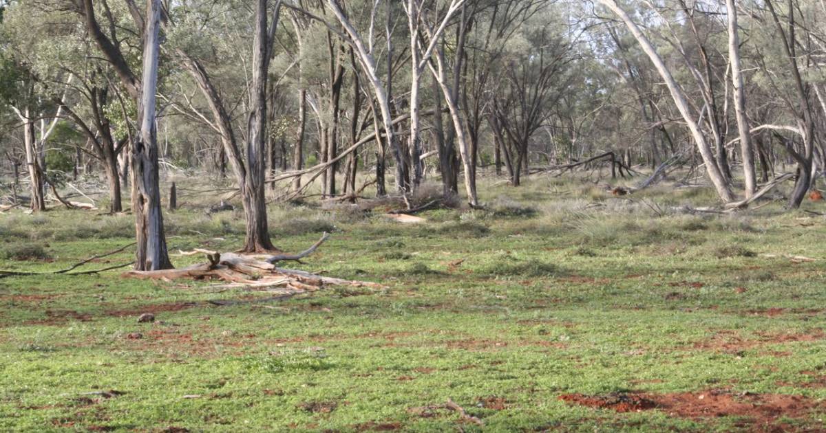 Mulga country makes $144/acre