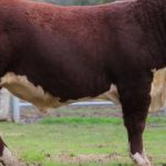 Brahmans shine at Toogoolawah