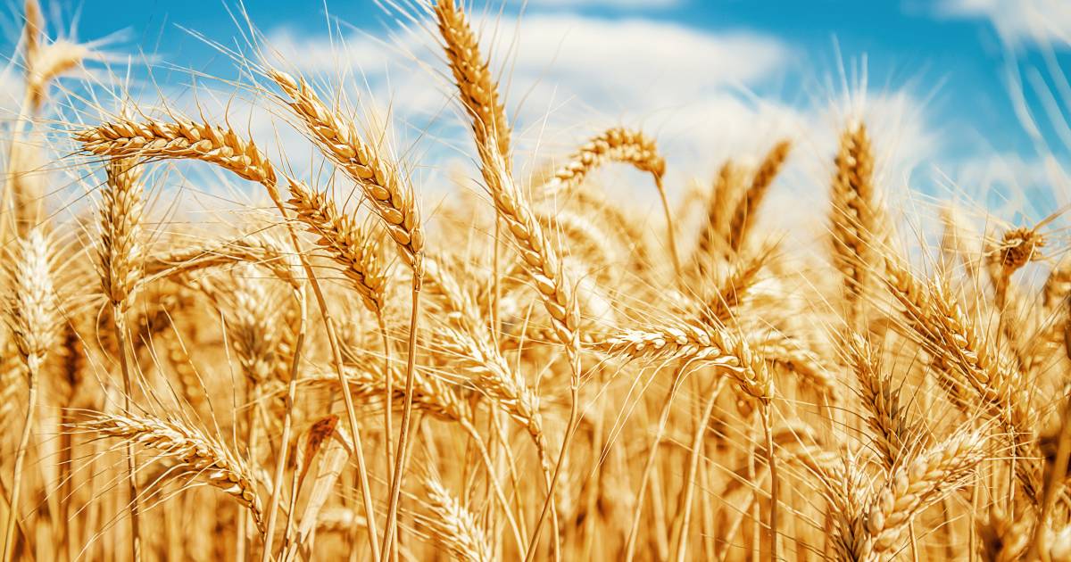 Strong demand for old crop wheat