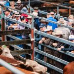 Evolution of Landsborough Flock Ewe Show celebrated at Muttaburra | Queensland Country Life