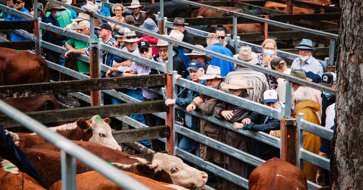 Wauchope bullocks to $2440, heifers $1840 | The Land