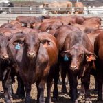 Many parts of WA receive welcome high rainfall