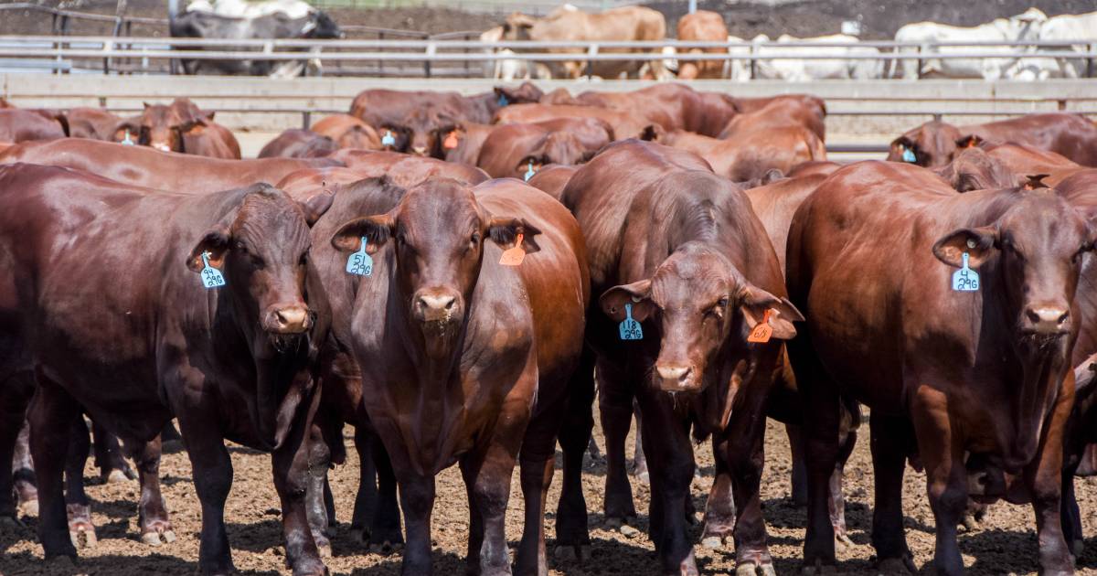 Santa Gertrudis society urges cattle producers to have a say