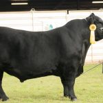 Gunnedah saleyards $17.6M rebuild | The Land