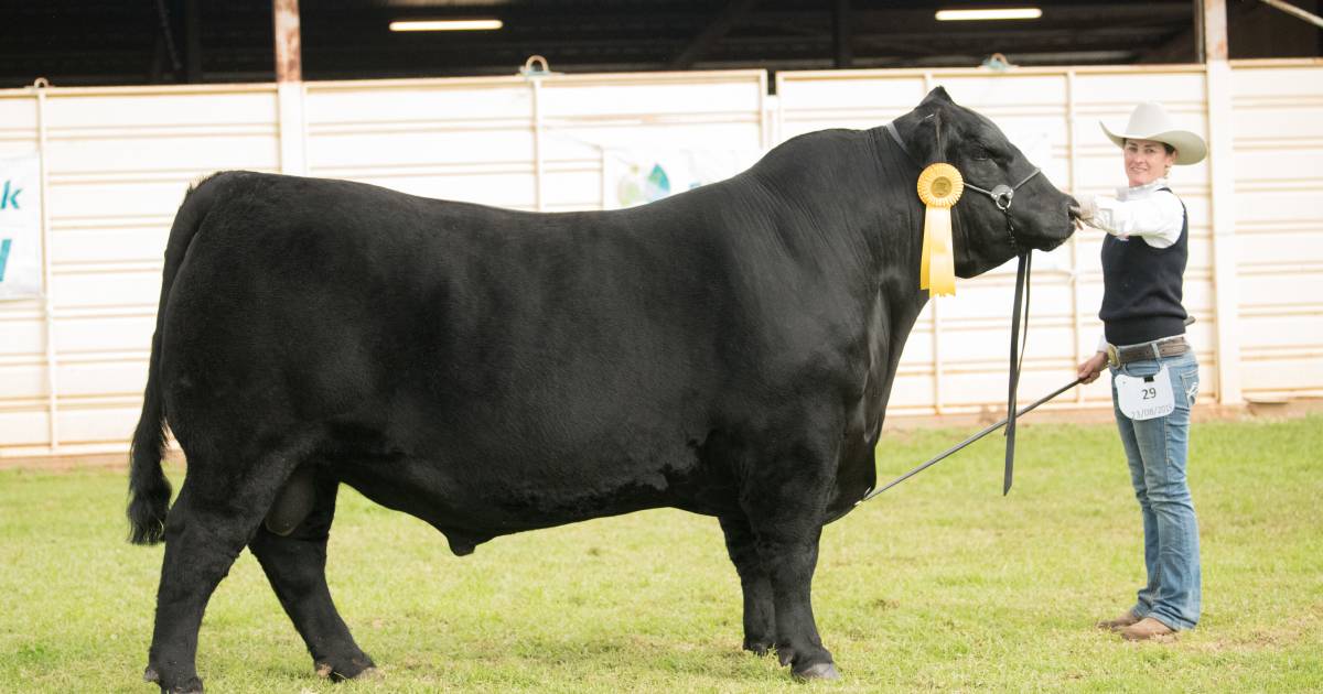 Dubbo and Coonamble shows: the beef winners' list