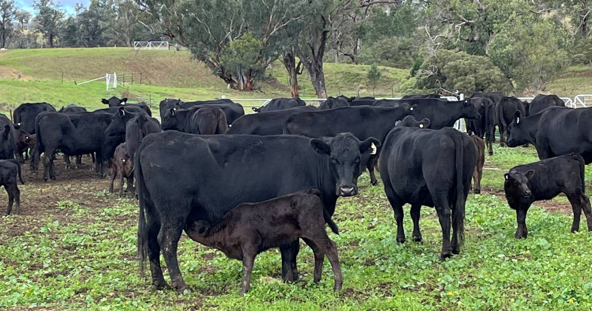 $3900 av for Red Island Beef