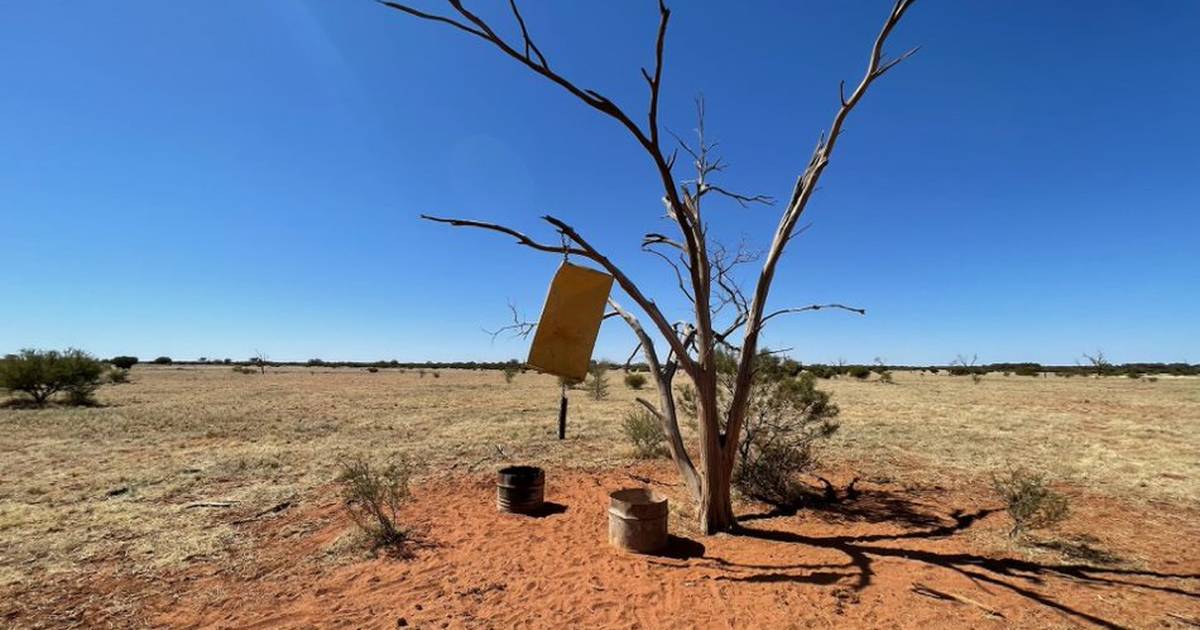 Self herding brings cattle onto new pasture in Queensland | Queensland Country Life