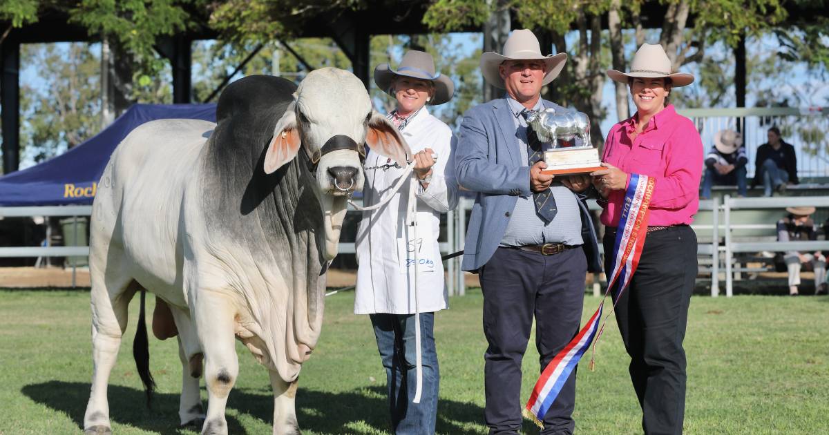 Brahmans, Droughtmasters dominate Rockhampton Show