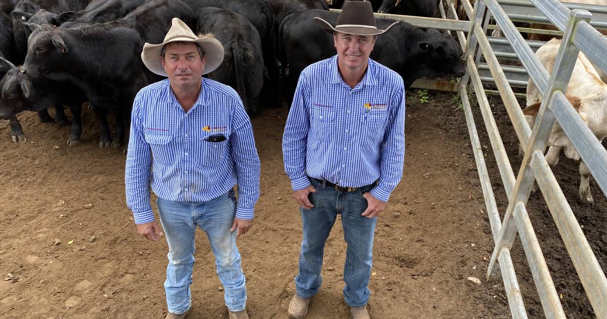 Mareeba cattle sale topped by steers from Tarzali | North Queensland Register