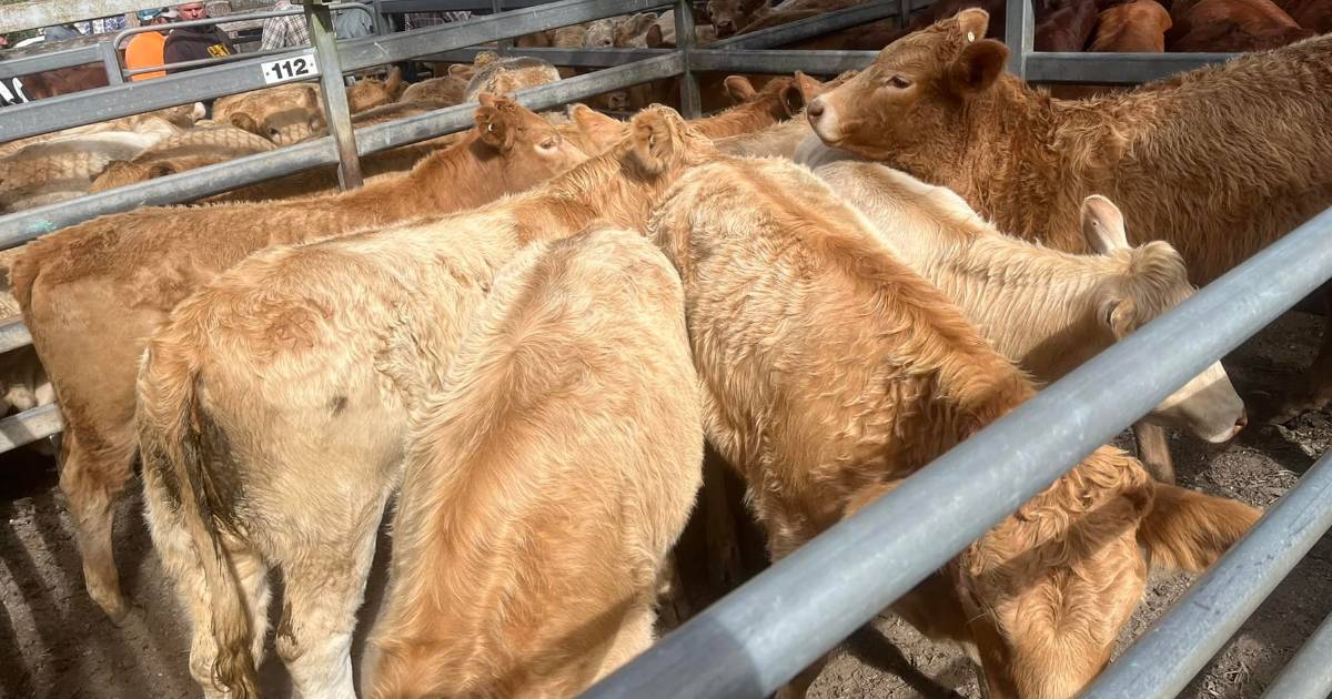 PTIC Brangus cows sell for $2625 at Woodford | Queensland Country Life