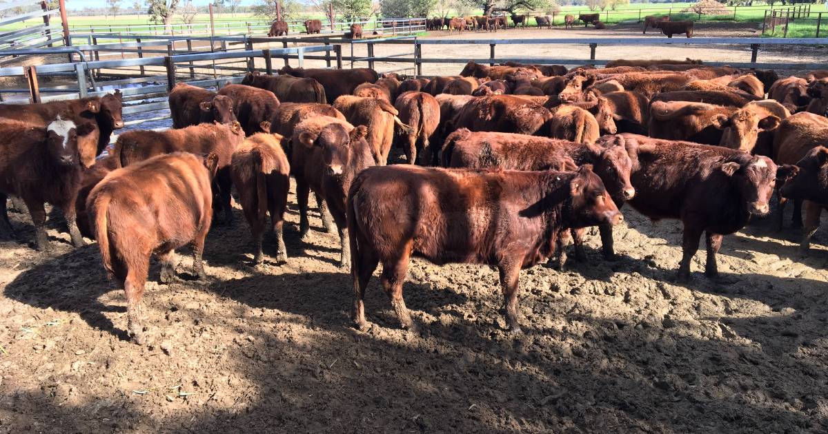 Quality line-up for Boyanup sale