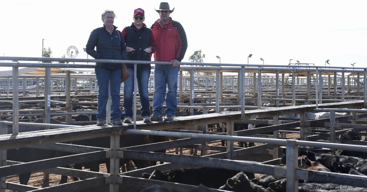 Roma store sale sees lightweight steers improve by 51c/kg | Queensland Country Life