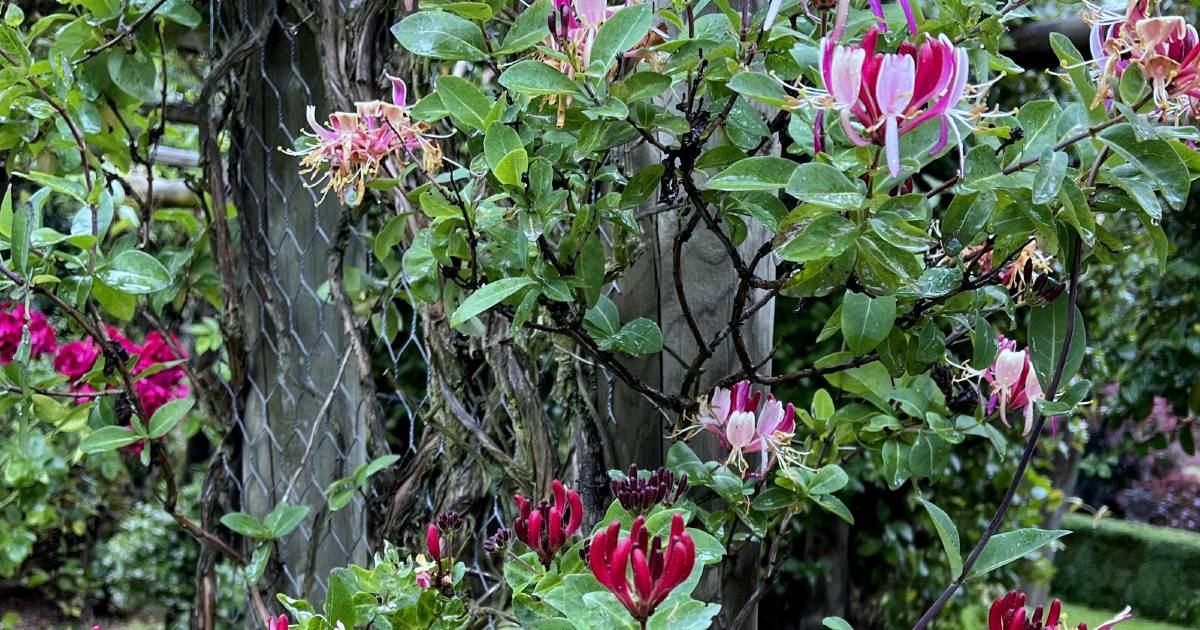 Fragrance with variety | In Fiona's Garden