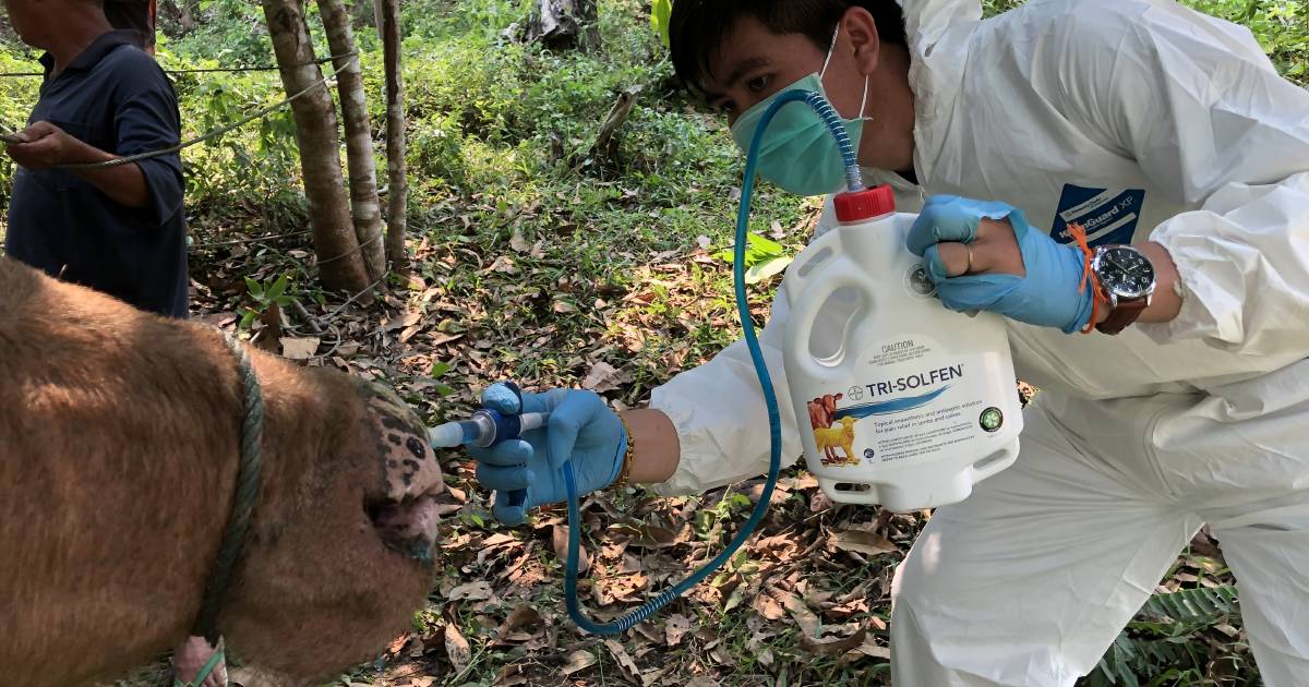 Tri-Solfen ‘effective treatment’ for foot and mouth disease | Queensland Country Life