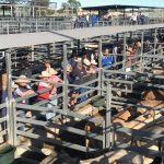 Weaner steers 590 at Charters Towers