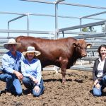 Large organic steer line peaks at 558c/kg at Longreach