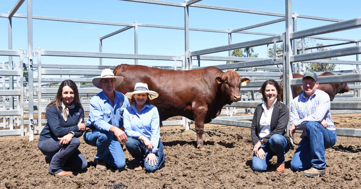 Belmont Red sales garnering excitement | Queensland Country Life