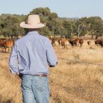 Dohne sire evaluation day at Coonong| Photos | The Land