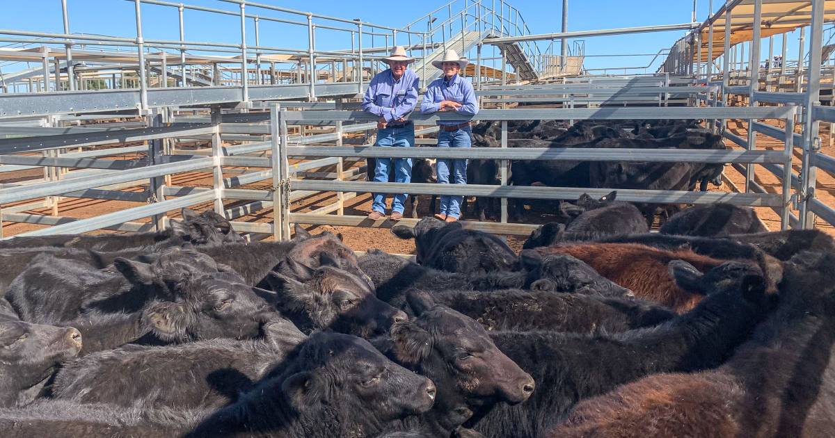 Weaner steers under 220kg top at 798c, average 638c at Roma store sale | Queensland Country Life