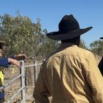 Awassi Cheesery produces sheep dairy products at Grantham | Queensland Country Life